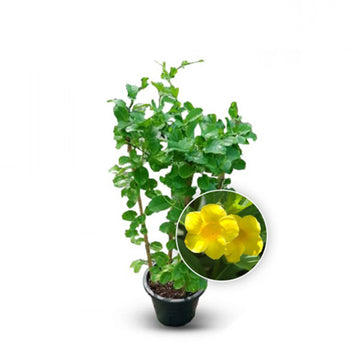 Mandevilla Yellow